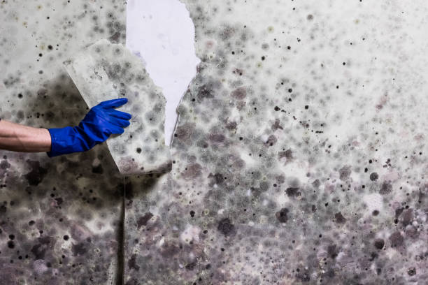 Best Emergency Mold Removal  in Great Notch, NJ